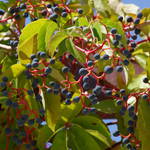 virginia creeper