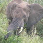2008_0324SouthAfrica0045.JPG
