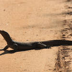 Land Monitor
