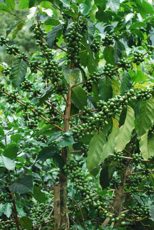 ....many coffee plantations are found here
