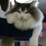 NEKO Cafe =^O_O^=