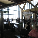 Sky Harbor. Birds living in the rafters