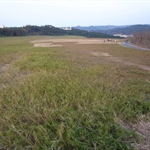 青青草原
