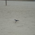 DSC00856.JPG