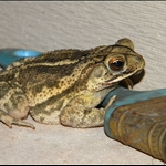 My Backyard Frog :)