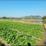 田基的小路及菜田