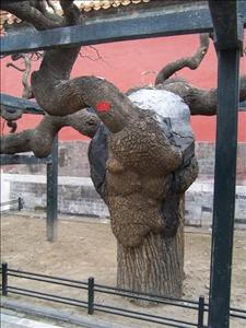 THE FORBIDDEN CITY