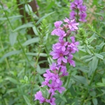 DSC03754.JPG