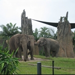 Asian elephants