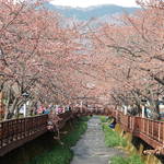 2012春游鎮海＿櫻花初綻