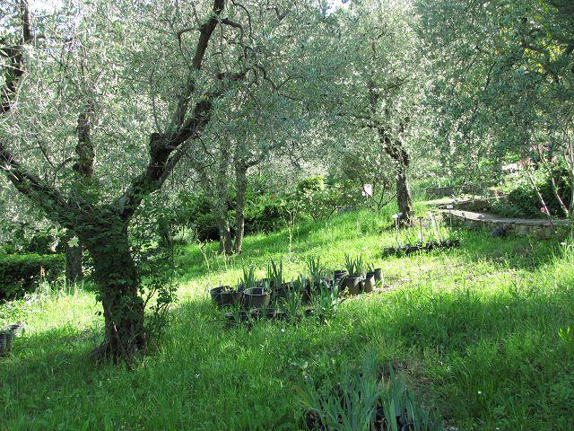 Lilien-Garten