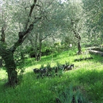 Lilien-Garten