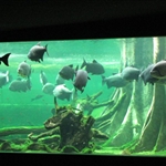 .. with fish.
