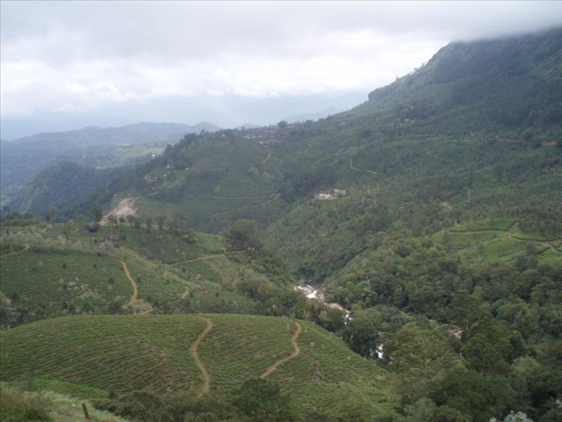 Munnar - South India
