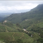 Munnar - South India