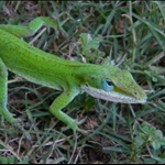Lizard from my backyard, San Antonio
