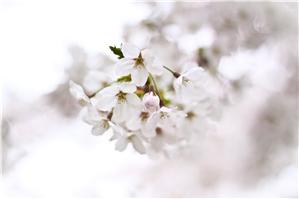 Cherry Blossoms in Oji Zoo, Kobe