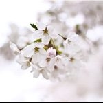 05 Apr 