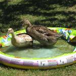 The  ducks ...