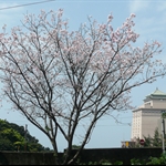 天元宮