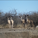 Female Kudus / Femelles Koudous