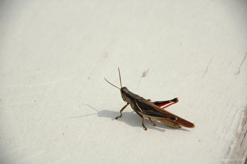 DSC_2591.jpg