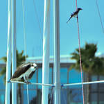 St Petersburg FL Races and Harbor 4-19-21-12 188.jpg