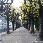 are these called monkey trees?