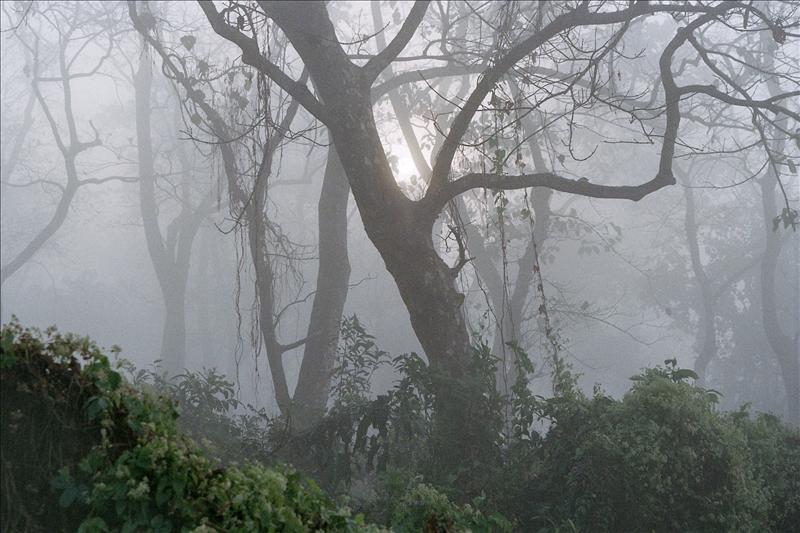Morning Jungle Walk, Chitwan