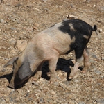 RIMG0175.JPG