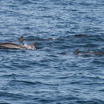 Spinner Dolphins