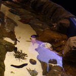 Ocean Park 2011