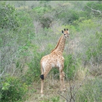 Baby Giraffe / Girafon