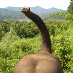 Chiang Mai - Thailand, South East Asia Winter 09/10