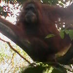 4. Sumatra - Orang-utan.JPG