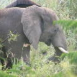 2008_0324SouthAfrica0044.JPG