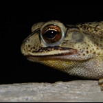 frog 023.jpg