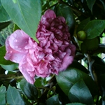 DSC00043.JPG