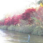 韓國紅葉之旅_春川南怡島2011