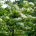 2009.05.03承天五月雪