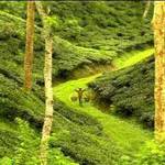 Sylhet : A Beautiful City To Visit In Bangladesh