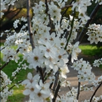 Spring 2009