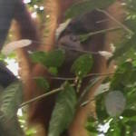 9. Sumatra - Orang-utan.JPG