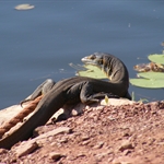 Lizard, Gibb River Road
