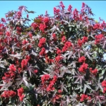 Yet another beautiful shrub seen on a cycle ride.
