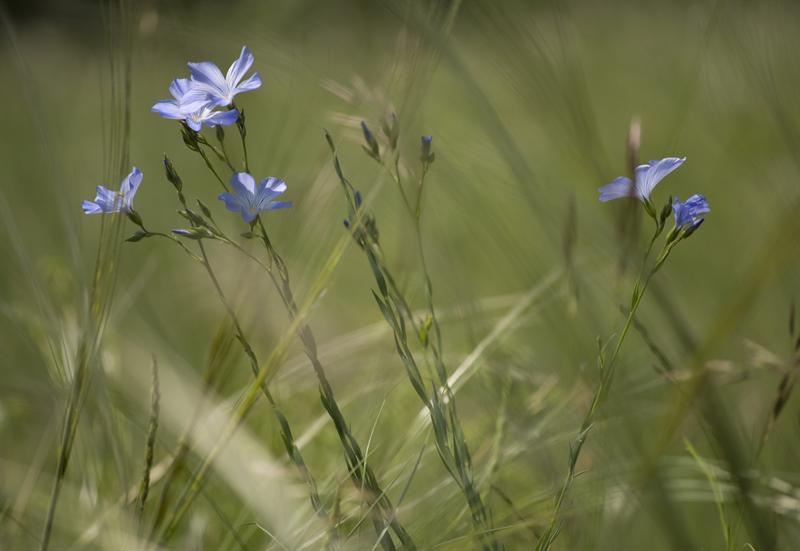 Ma Fleur.jpg