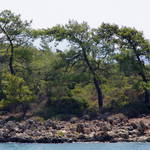 3 trees