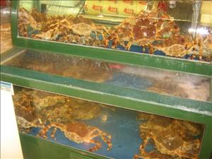 these crabs are probably about the size of my torso.  huge.  maybe after a few more weeks, i