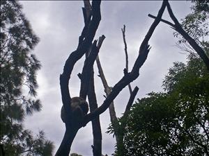 Coala on a stick 1