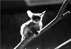 Oji Zoo, Kobe